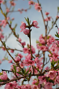 persikka kukka, Kevät kukka, Blossom, kukka, vaaleanpunainen väri, hauraus, Kevät