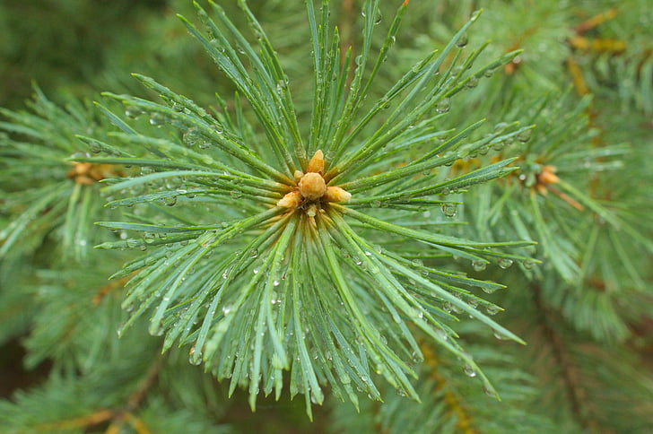 spruce, grön, nål, Pine, träd, trä, barrträd
