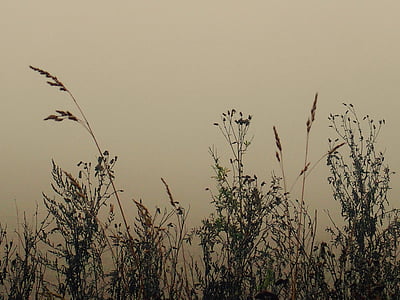 pole, jesień, Natura, łąka, krajobraz, mgła, trawa