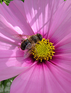 цветок, Пчела, Осень, насекомое, завод, фиолетовый, Природа