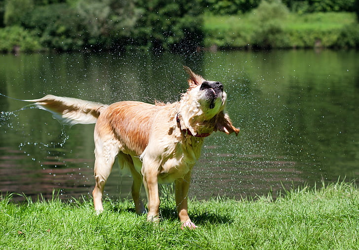 gos, recollidor de pilotes daurat, mullat, sacsejada, l'estiu, nedar, riu