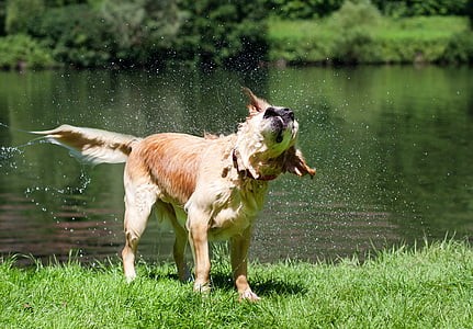 koira, Kultainennoutaja, märkä, ravista, kesällä, uida, River