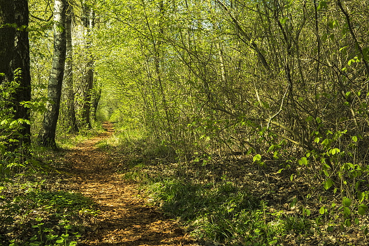 lasu, od, Szlak, Natura, leśna ścieżka, piesze wycieczki, drzewa