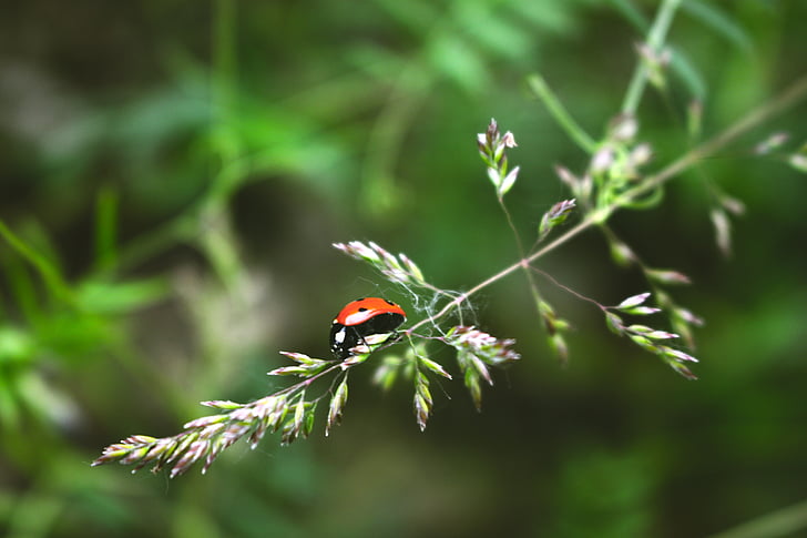 ladybug, beetle, macro, close-up