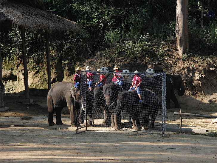 ελέφαντας, τροπικές περιοχές, Ποδόσφαιρο, ομάδα ποδοσφαίρου, ελέφαντας ποδόσφαιρο, Ταϊλάνδη, Ασία