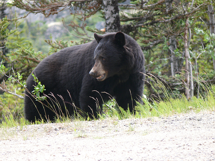 black bear, bear, animal, wildlife, nature, wild, fur