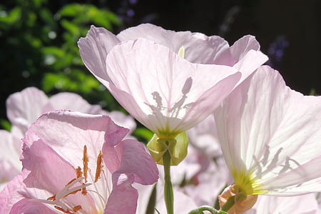 fialová, kvet, transparentné, Petal, Príroda, rastlín, detail