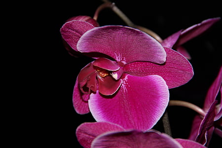 orchid, flower, plant