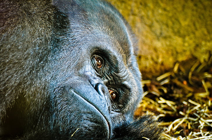gorila, Zoo, Frankfurt nad Mohanem, Silverback, APE, Svět zvířat, Zavřít