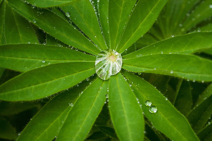 ploaie, prin picurare, frunze, apa, umed, macro, picătură de ploaie