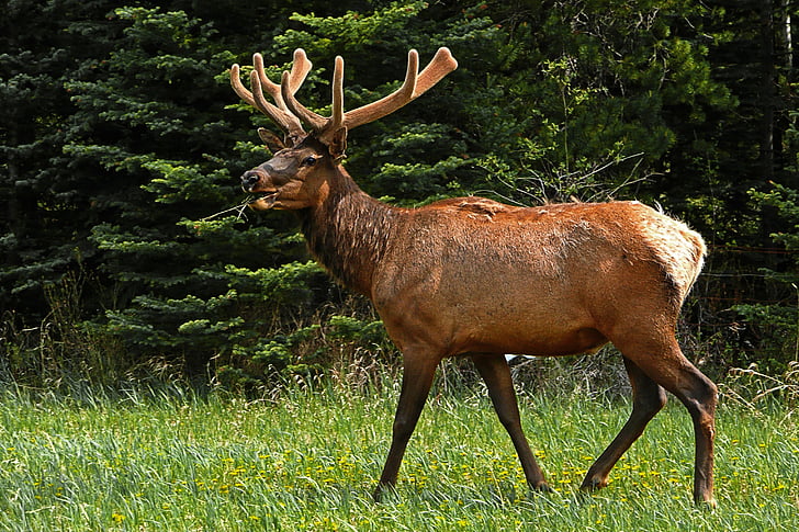 Elk, jeleň, voľne žijúcich živočíchov, parohy, Príroda, cicavec, RUT