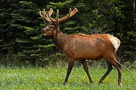 elk, deer, wildlife, antlers, nature, mammal, rut