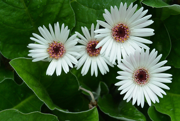 Margriet, λουλούδι, άνθιση, λευκά πέταλα, χλωρίδα, φύση, βοτανική