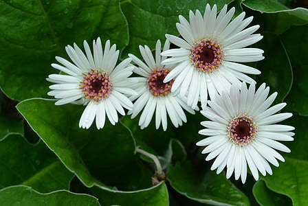 Margriet, Blume, Bloom, weiße Blütenblätter, Flora, Natur, Botanik