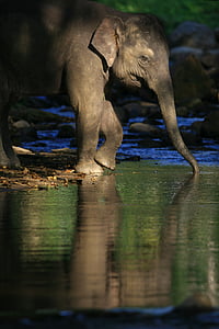 大象, 树干, 水, 野生动物, 动物, 耳朵, 野生