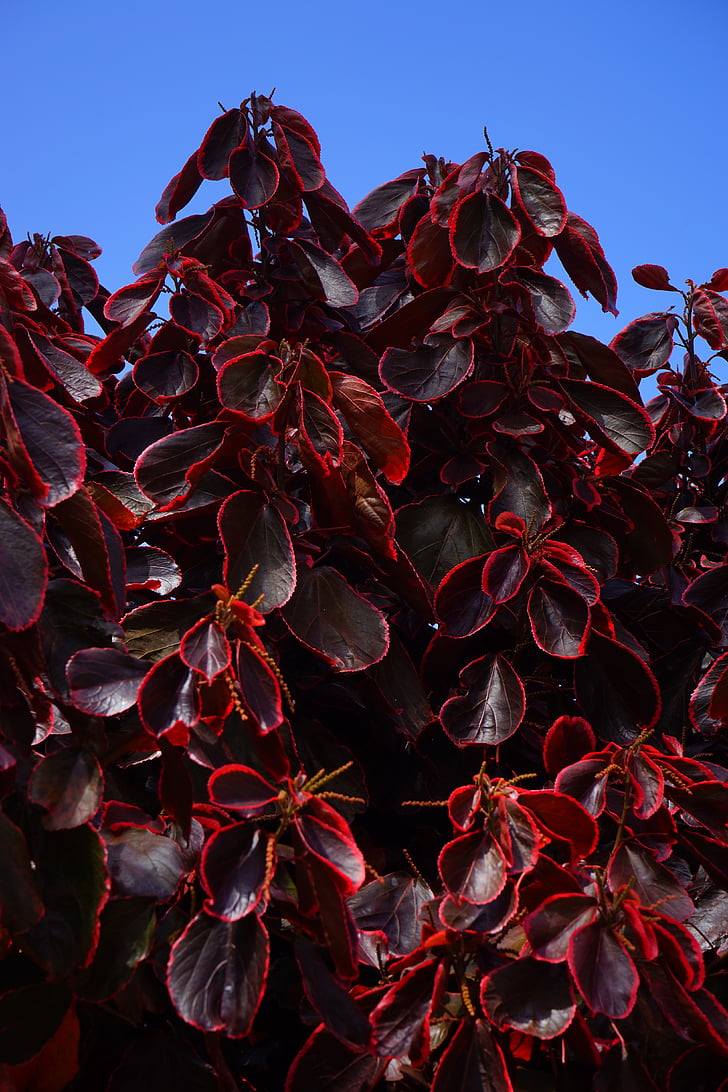 hojas, rojo de vino, púrpura, Bush, rojo, color rojizo, Acalypha wilkesiana