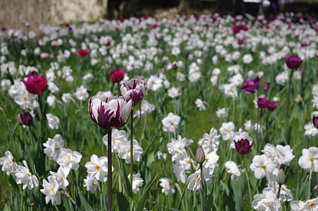 Tulipani, mare di tulipano, campo del tulipano, base di tulipano, Prato fiorito, primavera, tulpenbluete