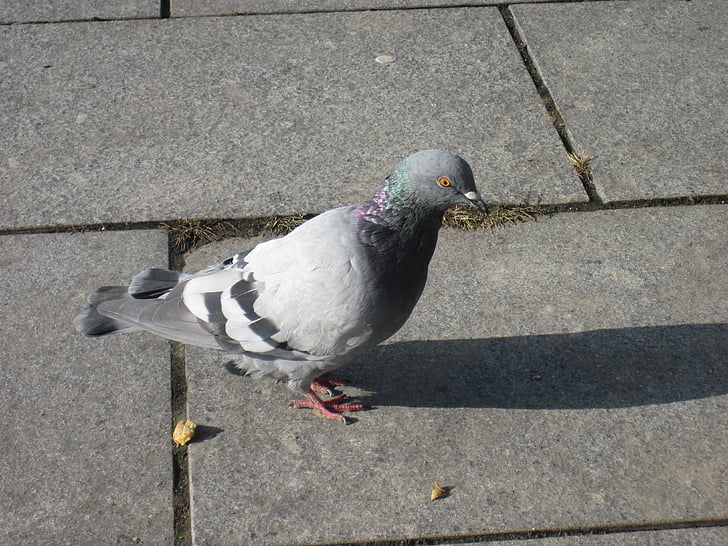 chim bồ câu, con chim, đứng, bộ lông, thành phố pigeon