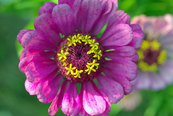 zinnia, flower, violet, yellow means, stars, the petals, stamens