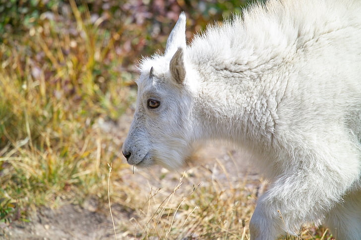 mountain goat, kid, mammal, wild, young, oreamnos americanus, sure footed