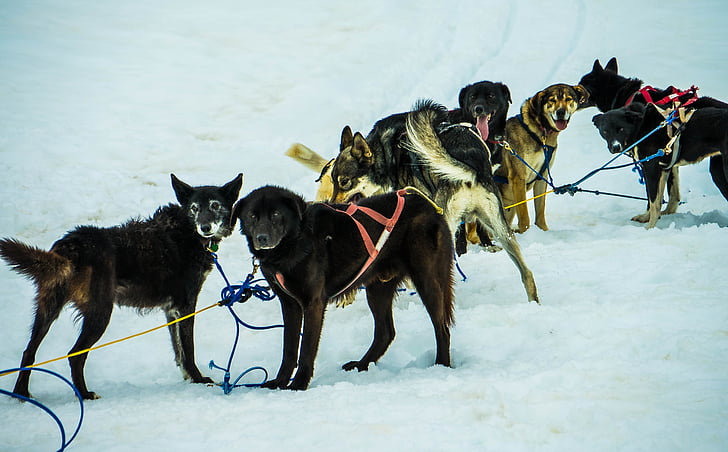 สุนัขลากเลื่อน, อลาสกา, สุนัขลากเลื่อน, เลื่อน, สุนัข, ลากแคร่เลื่อน, หิมะ