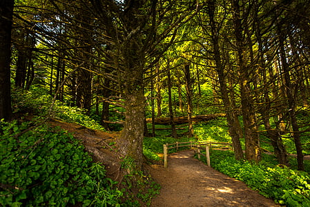 branches, nature, Parc, chemin d’accès, sentier, arbres