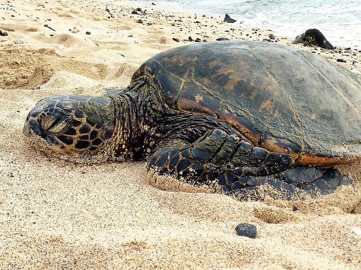 черепаха, большой, пляж, Дикая природа, животное, Дикий, Природа