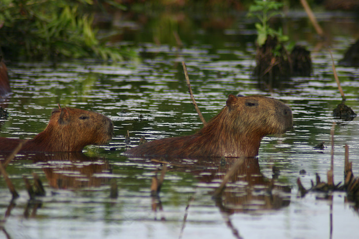 Capibara, çamur, çimen