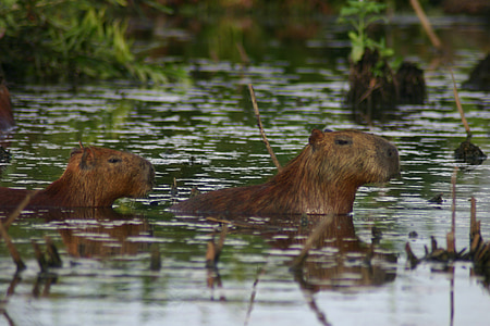 Capybara, blato, trava