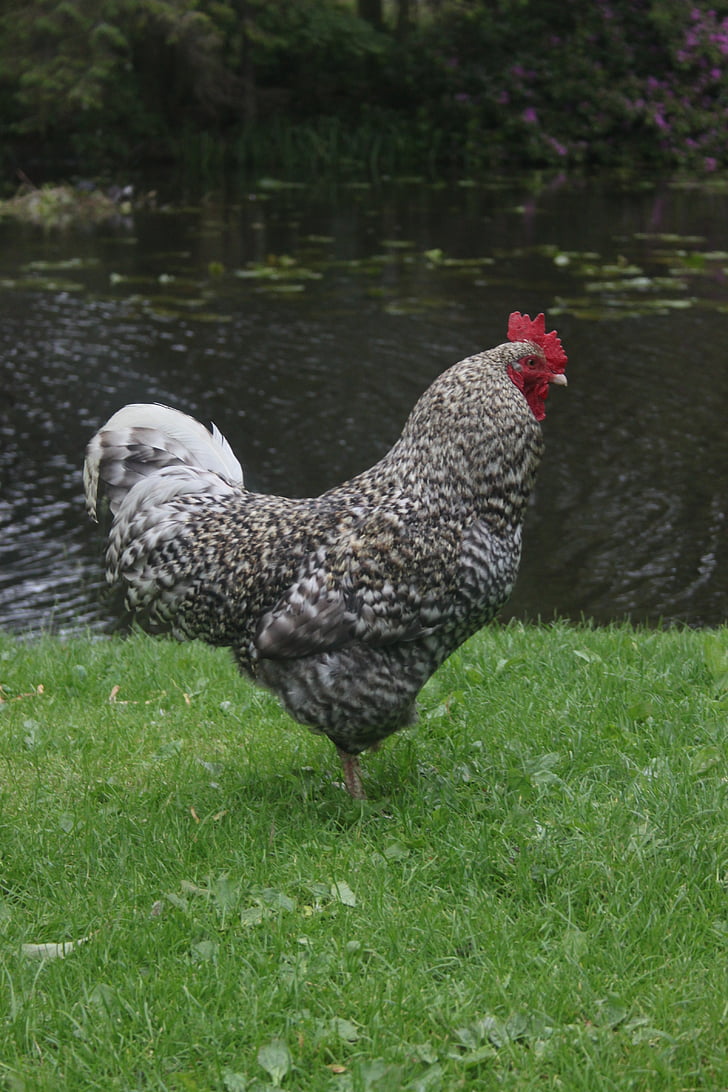 chicken, rooster, animal, poultry, hen, cockerel, livestock