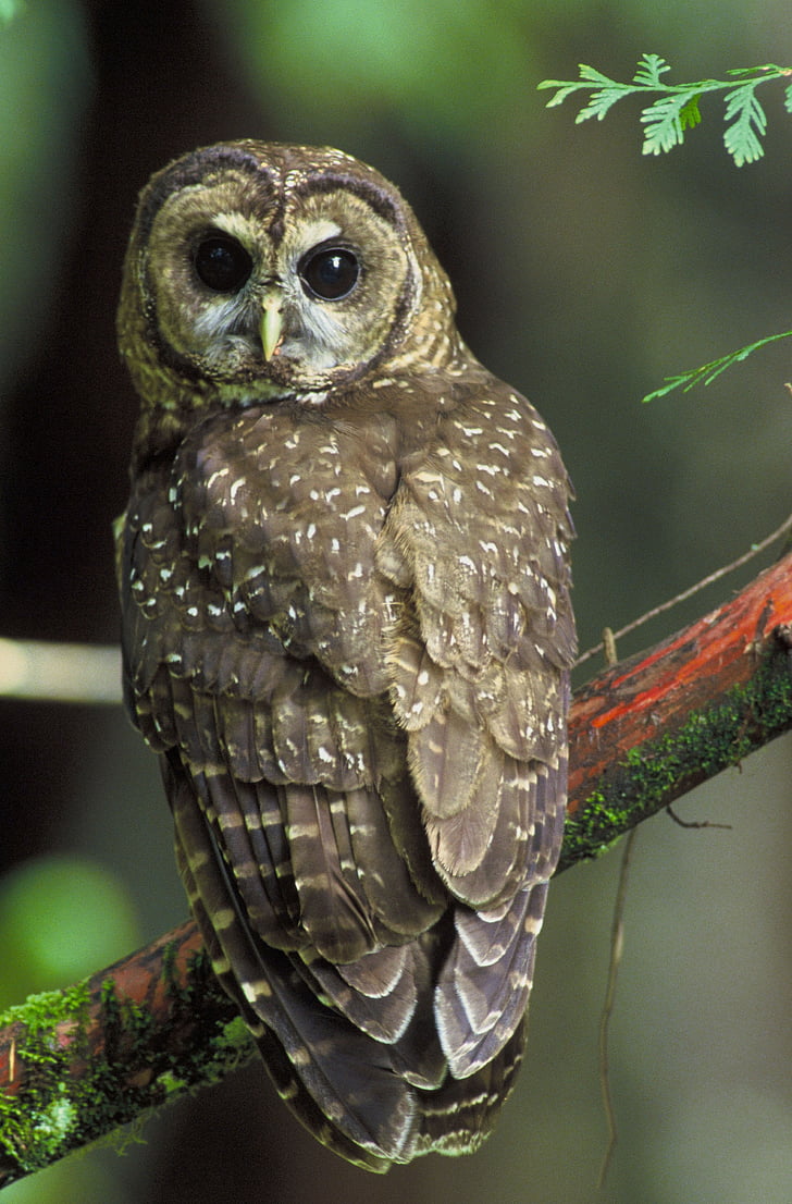 northern spotted owl, bird, tree, branch, limb, nature, outside