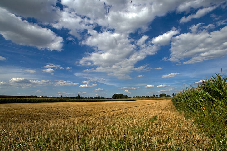 clouds, cereals, field, summer sky, landscape, agriculture, nature