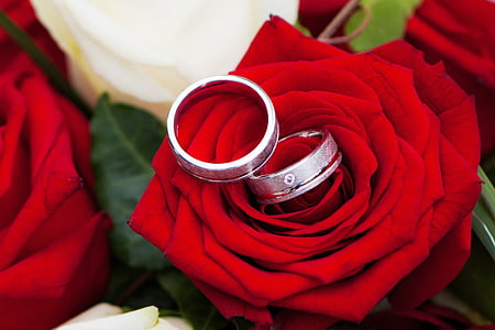Róża, ślub, razem, miłość, kwiaty, romantyczny, czerwony