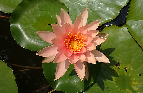 water lily, lily, nymphaea, peach glow, hybrid, nymphaeaceae, flower