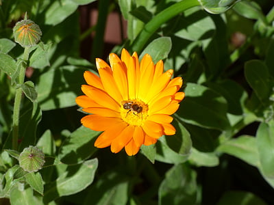 flor, abella, pètals, primavera, insecte, groc, jardí