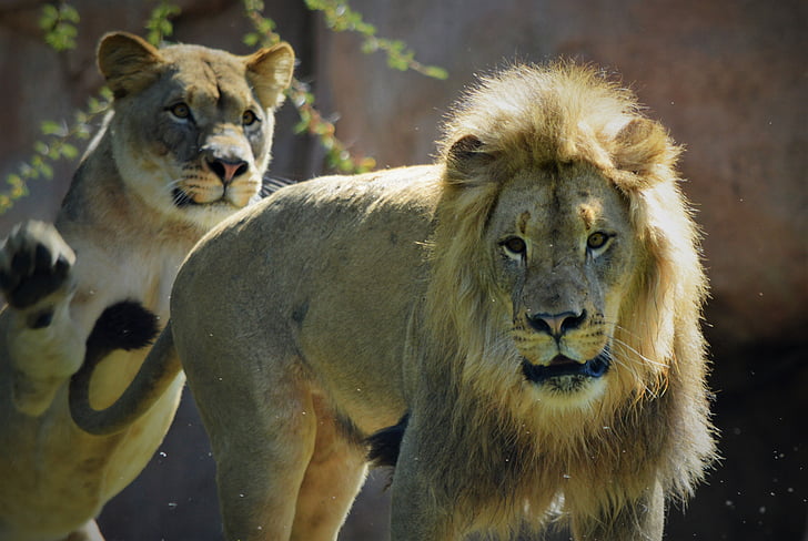 Leoa, Leão, Safari park, San diego, Leão - felina, vida selvagem, carnívoro