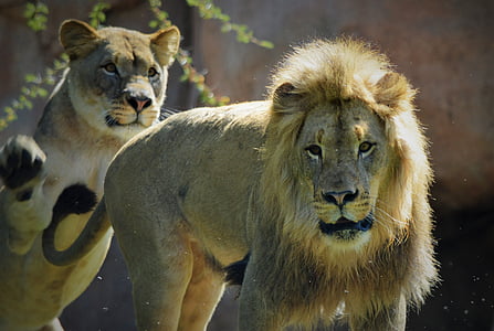 lauvene, Lauva, Safari park, San diego, lauva - feline, savvaļas dzīvnieki, plēsēju