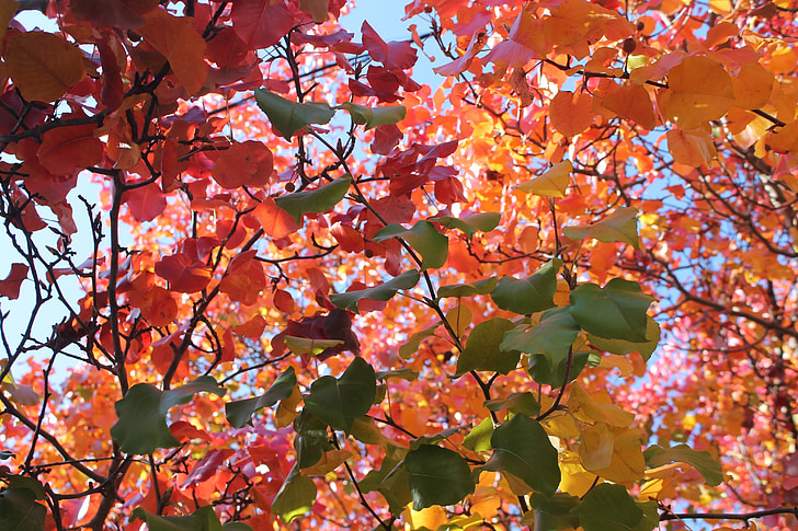 foglie, autunno, foglie di autunno, caduta, natura, fogliame