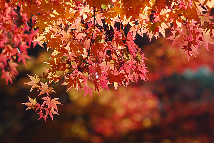 maple leaf, landskab, træ, efterår, blad, natur, sæson