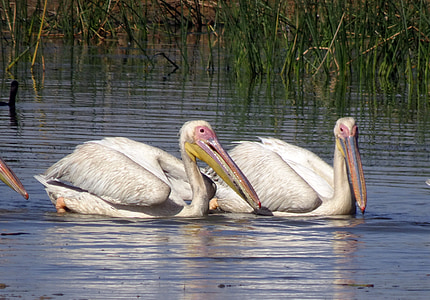 bird, pelican, water, wildlife, biodiversity, fauna, kachchh