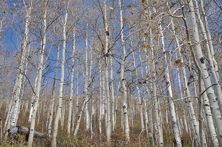 Birch, Utah, Taman Kota, kuning, alam, pohon, musim gugur