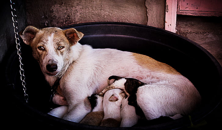 suņi, kucēni, māte, ēšanas, barošana, piens, jauns, dzimis