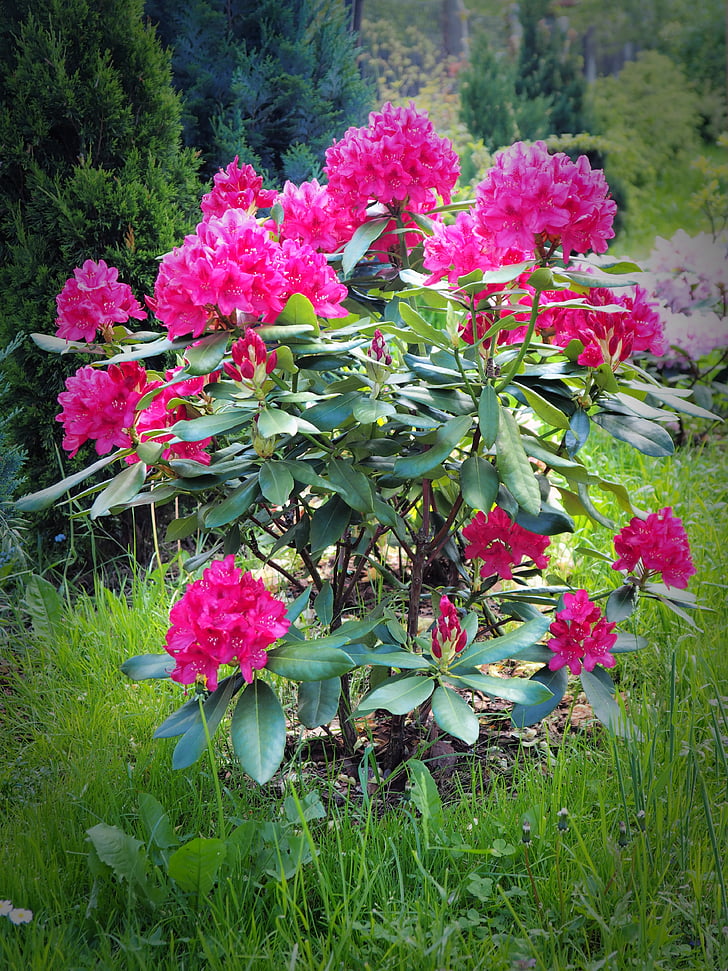 rhododendron, blomster, anlegget, blomstrende, rosa, natur, Heathers