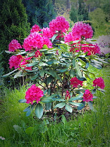 rhododendron, bunga, tanaman, berbunga, merah muda, alam, Heathers