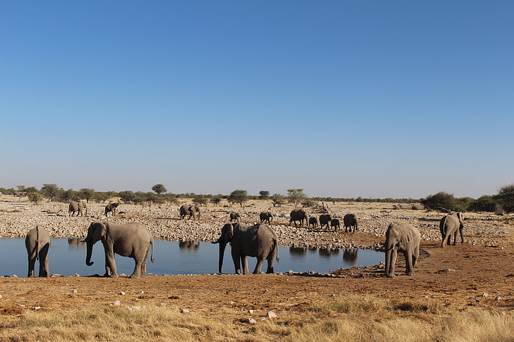 słonie, Namibia, dziki, Natura