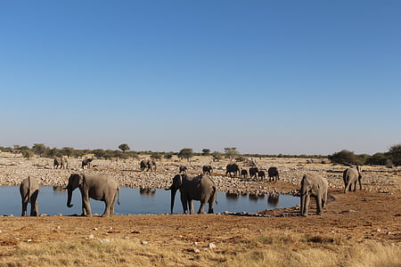 slony, Namíbia, divoké, Príroda