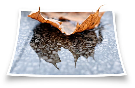 лист, мрамор, дождь, воды, Зеркальное отображение, Осень, Осенний лист