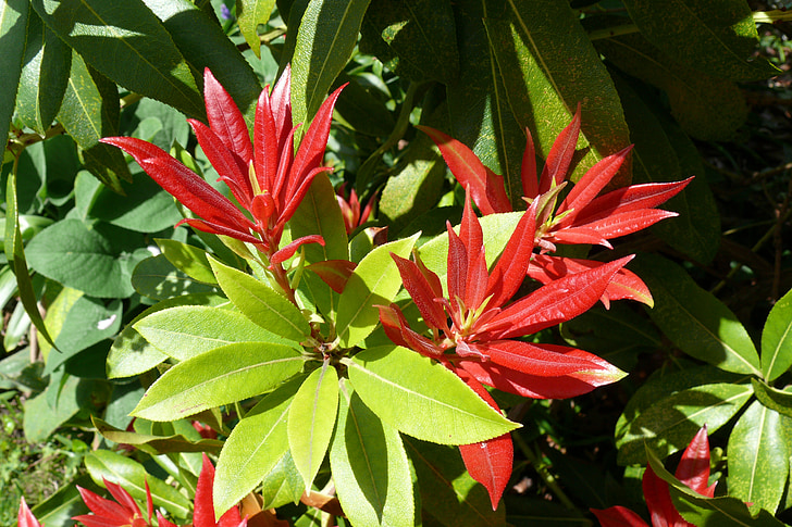 pieris, shrub, spring, bush, red, leaf, foliage