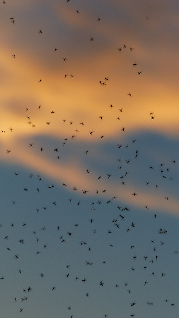mosquito swarm, swarm, mosquitoes, fliegenschwarm, back light, insect, non-biting midges