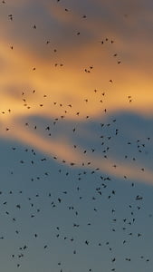 蚊の群れ, 群発地震します。, 蚊, fliegenschwarm, バックライトします。, 昆虫, 非ヌカカ